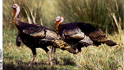 Wild Turkey