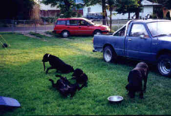 Labrador Slobber