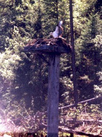 Osprey in Nest