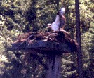 Osprey in Nest