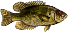 A Rock Bass (file photo)