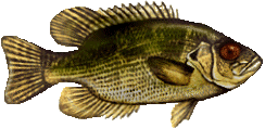 rockbass.gif (20012 bytes)