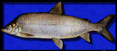 Lake Whitefish