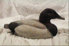 Canvasback