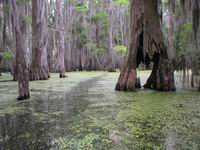 Cypress Swamp