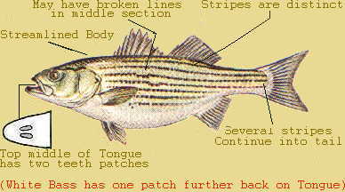 Striped Bass