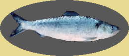 Skipjack-Herring