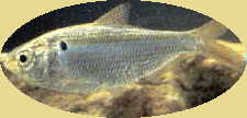 threadfin shad