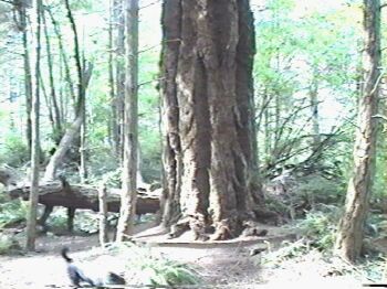 Tree at Tribune Bay