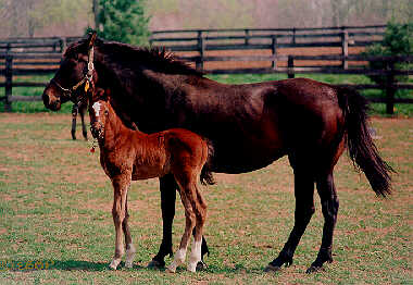 Cigar as a foal