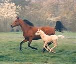 Mare and Foal