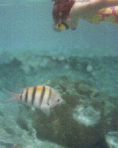 Snorkeling in the Cayman Island waters