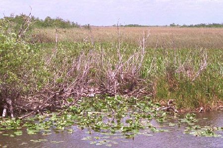 View of the Everglades from Anhinga Trail