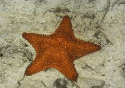 Seastar fish