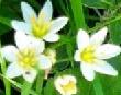 Garlic Chives in Bloom