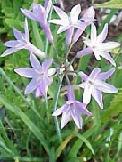 Society Garlic, apparently related to wild garlic