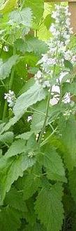 Catnip, a mint & relaxant for cats & people