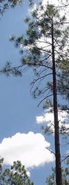 Plant Needle Trees on High Ground