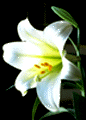 Easter Lily