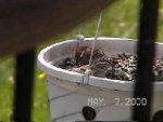 Clay-colored Sparrow in May 2000 -- side profile