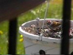 Clay-colored Sparrow in May 2000