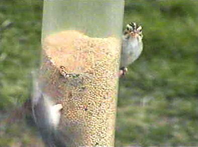 Clay-colored Sparrow