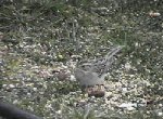 Clay-colored Sparrow in April 1999 -- another pic with inferior color quality