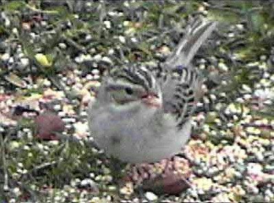 Clay-colored Sparrow - the color is off.