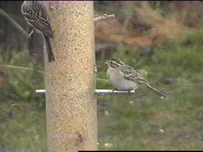 Clay-colored Sparrow -- good color in this photo.