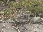 Clay-colored Sparrow -- a closeup