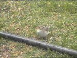 Clay-colored Sparrow in April 1999 