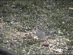 Clay-colored Sparrow -- a color-challenged pic