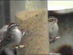 A closeup comparison of a Chipping Sparrow and Clay-colored Sparrow side-by-side on a feeder.