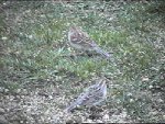 Comparison of a Field Sparrow and a Clay-colored Sparrow -- the color is a little off.