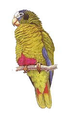 Amazona ventralis