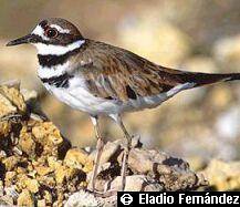 Charadrius vociferus