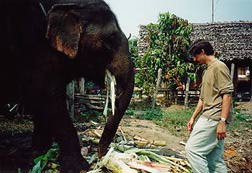 Feeding Elephant