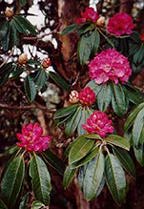 Rhododendrons