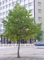 Basswood Tree on Notre Dame in Downtown Winnipeg