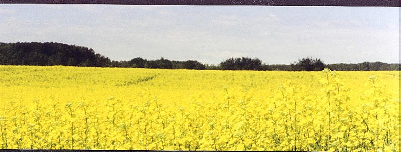 canola