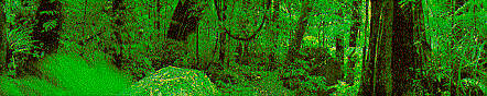 Rainforest JPEG image 442x88 pixels, Decoded size (Bytes):78008