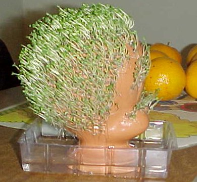 Chia Tweety