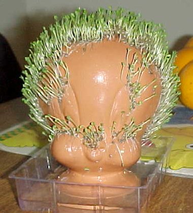 Chia Tweety