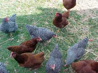 Busy hens