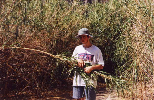 there was just a lot of this bambooey stuff there in the canyon