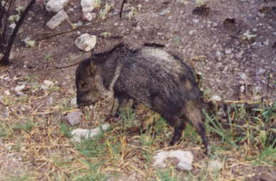 the not-so-fierce javelina