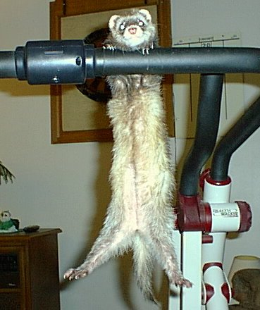 Ferret Working Out