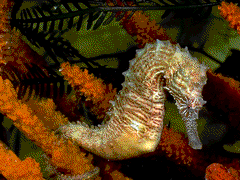 cream sea horse