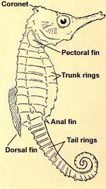 Seahorse figure