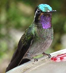 Adult Male Purple-throated Mountain-gem (Lampornis calolaema)